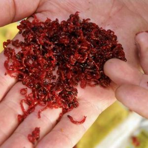 Живая приманка